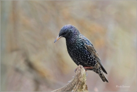 <p>ŠPAČEK OBECNÝ (Sturnus vulgaris) ---- /Common starling - Star/</p>